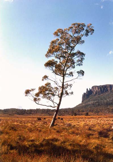 Mt. Oakleigh from Pelion Plains, Tasmania